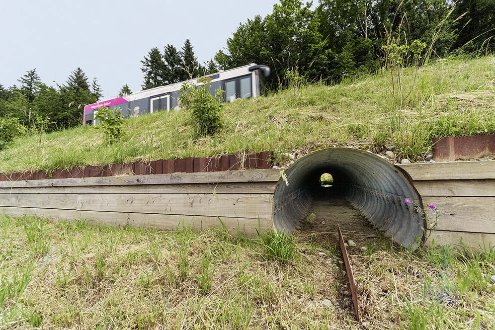 Seeberg  - 23.06.2021 Amphibienquerungen zwischen Seeberg und Oberönz auf der der Kantonsstrasse. (BÉATRICE DEVÈNES