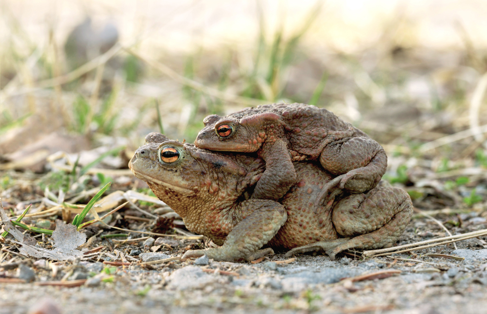 Mating pair of common toads, Bufo bufo